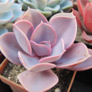 Echeveria   Purple  Pearl