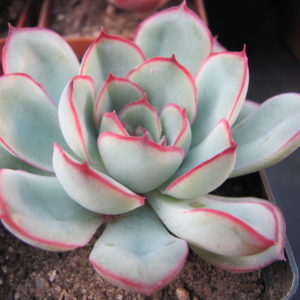 Echeveria   pulidonis