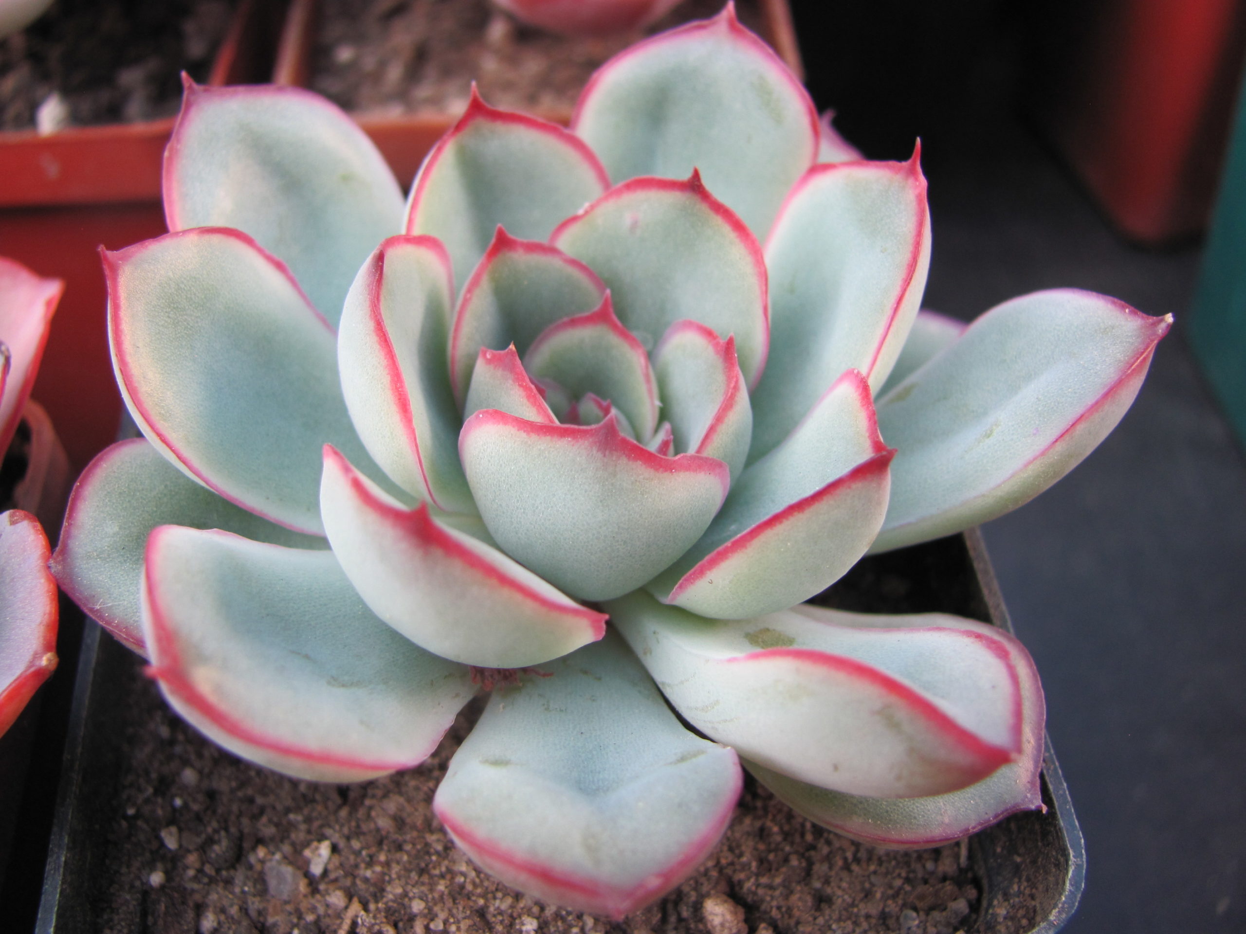 Echeveria   pulidonis
