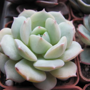 Echeveria   Lunas