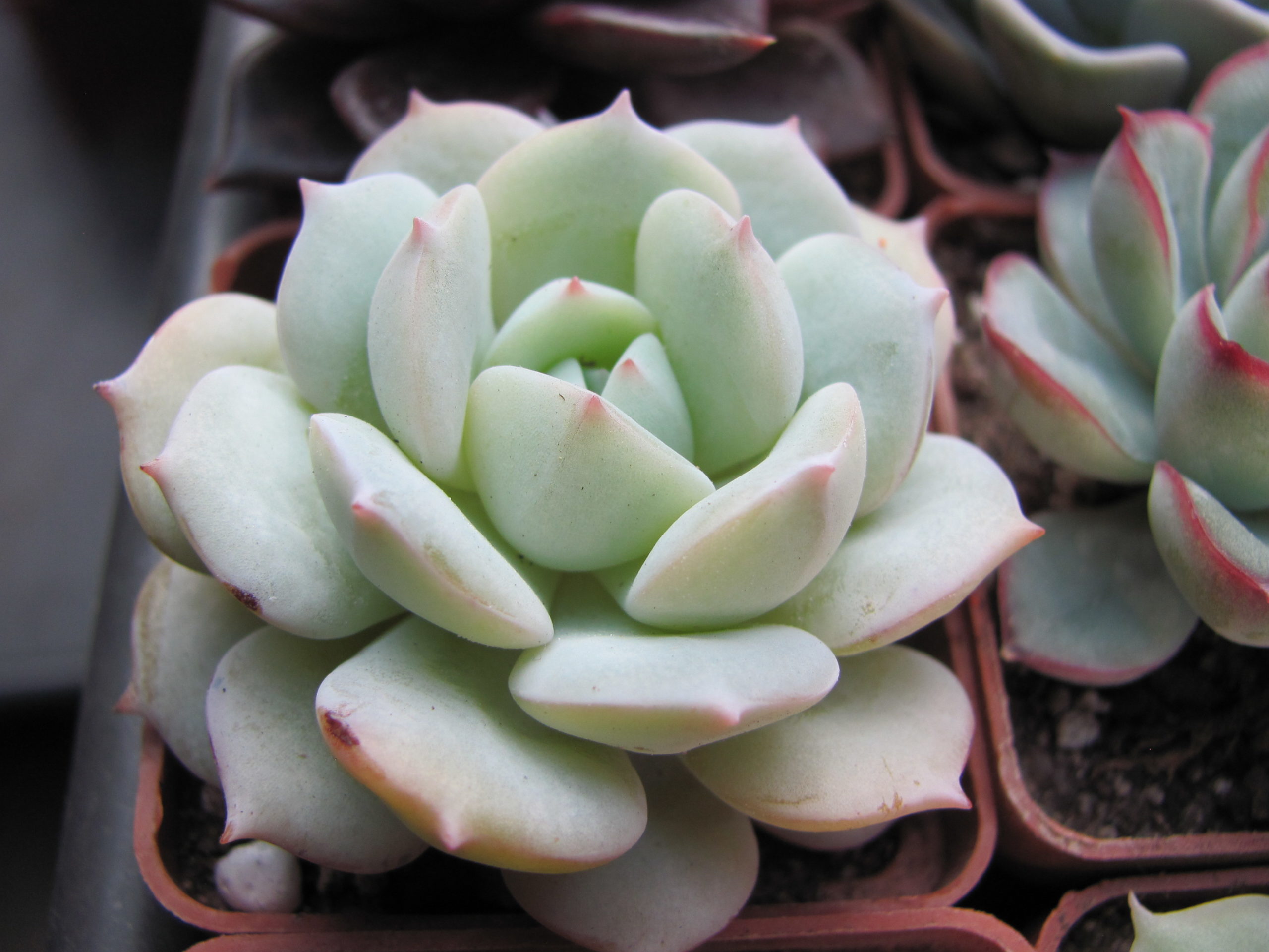Echeveria   Lunas