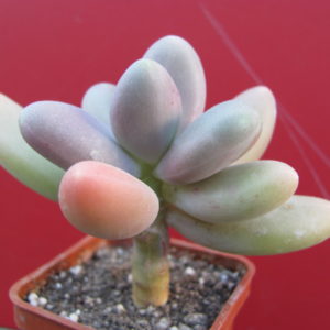 Pachyphytum   *Capitan   Jessop*