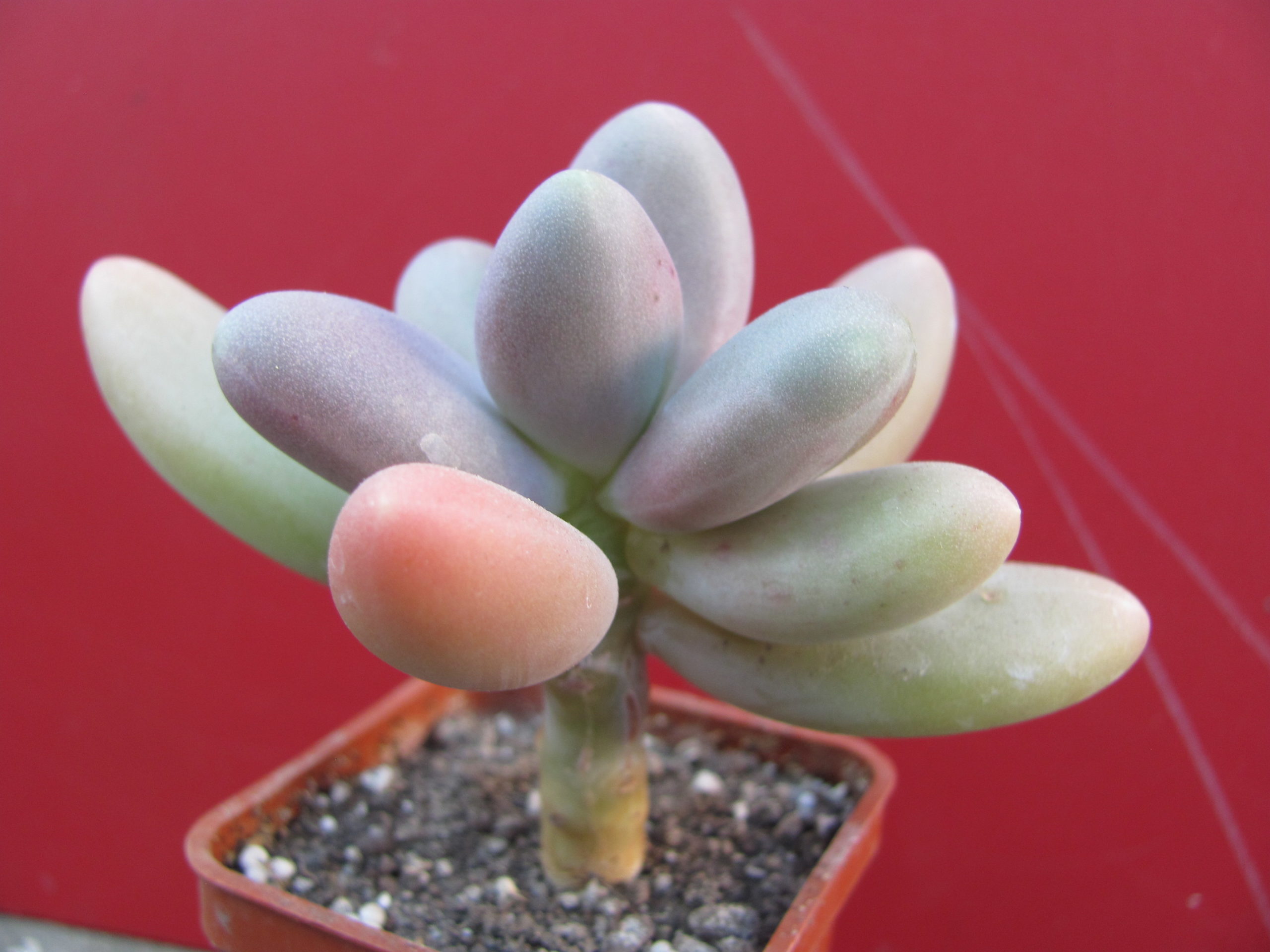 Pachyphytum *Capitan Jessop*