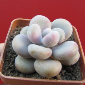 Pachyphytum    Pink