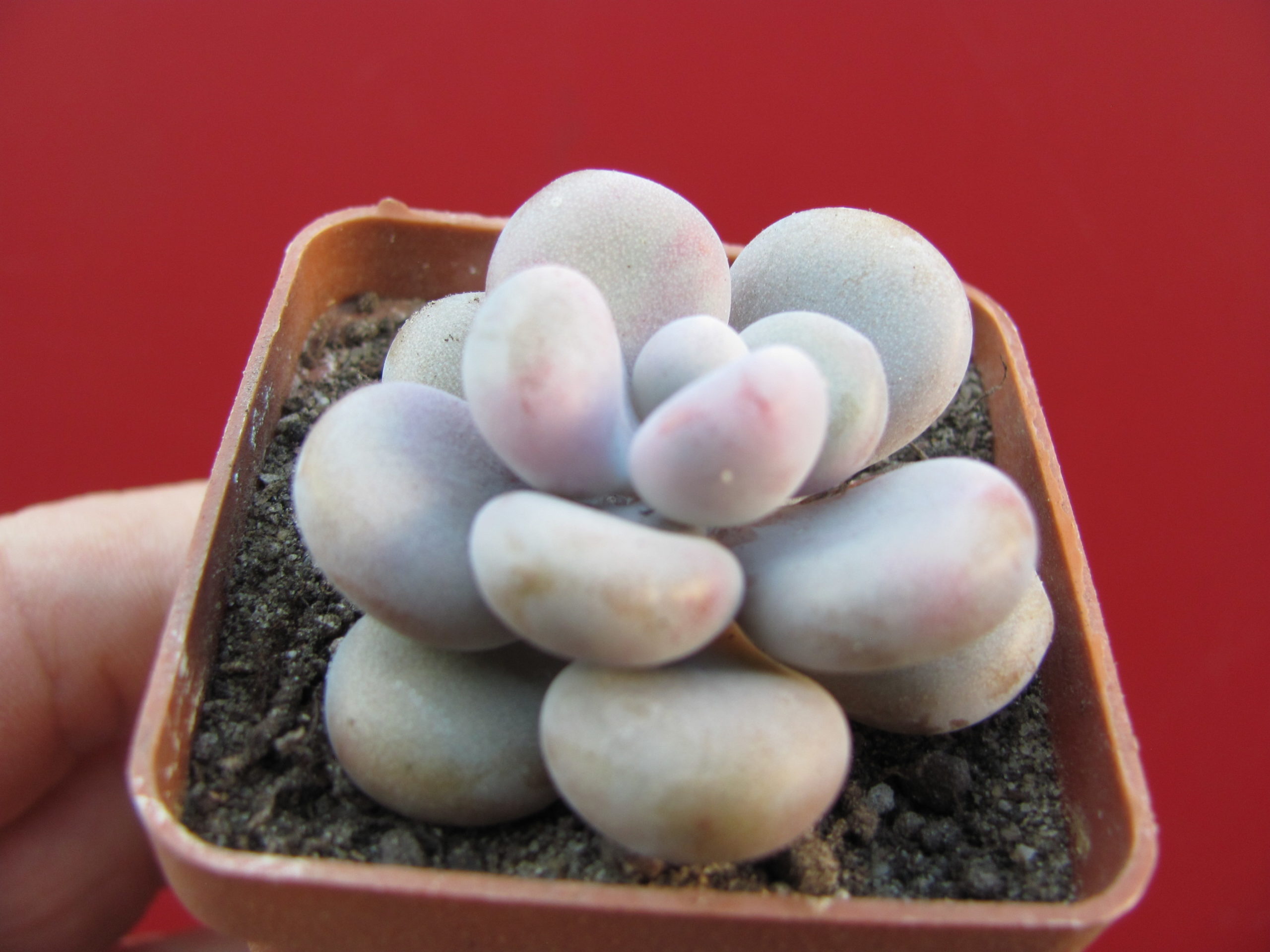 Pachyphytum Pink