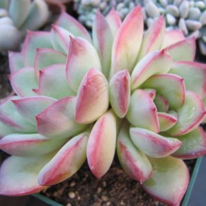 Echeveria    Hercules