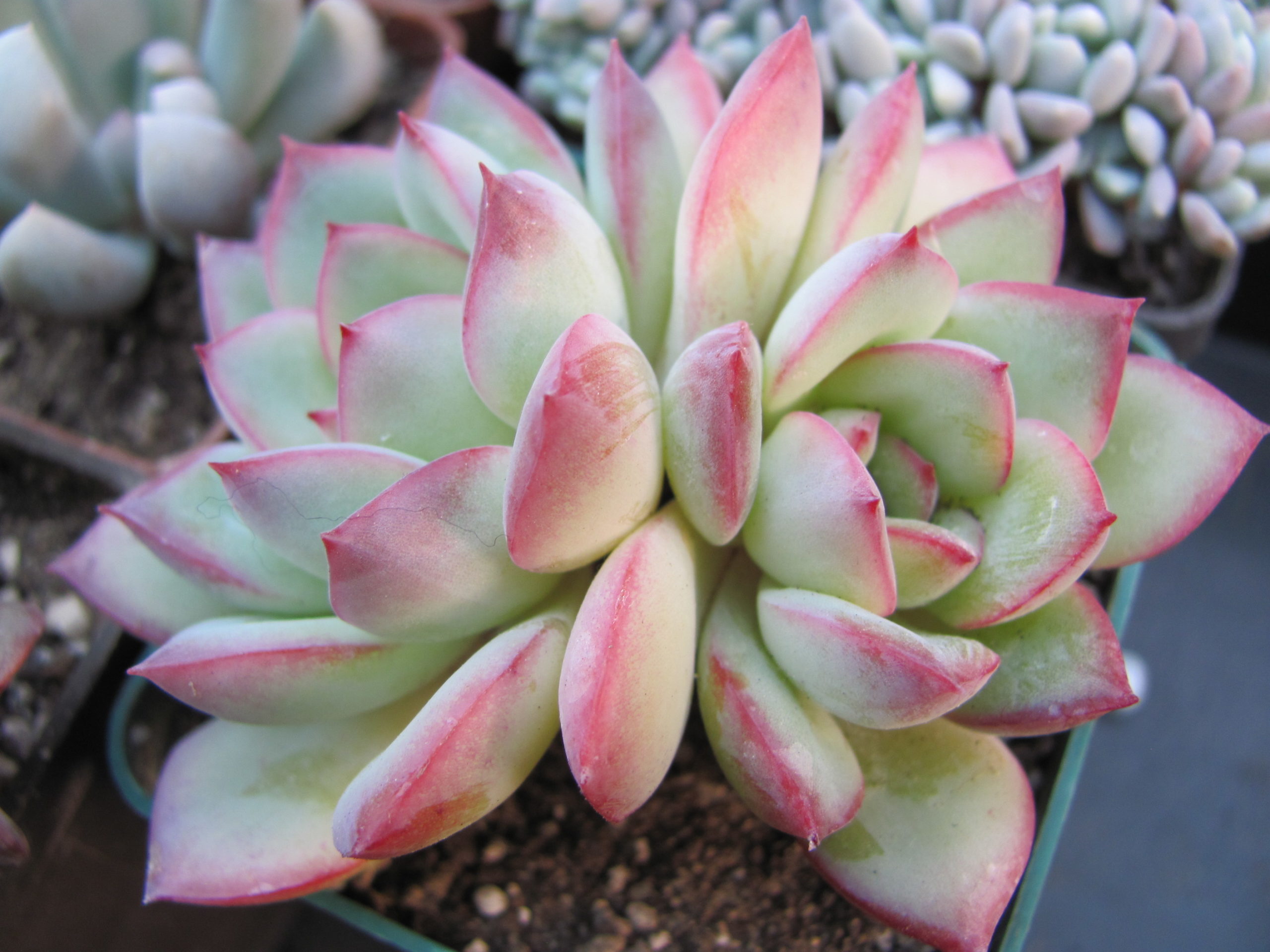 Echeveria    Hercules