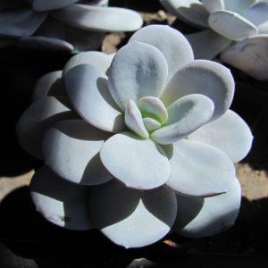 Echeveria   laui