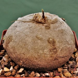 Raphionacme-madiensis-East-Africa