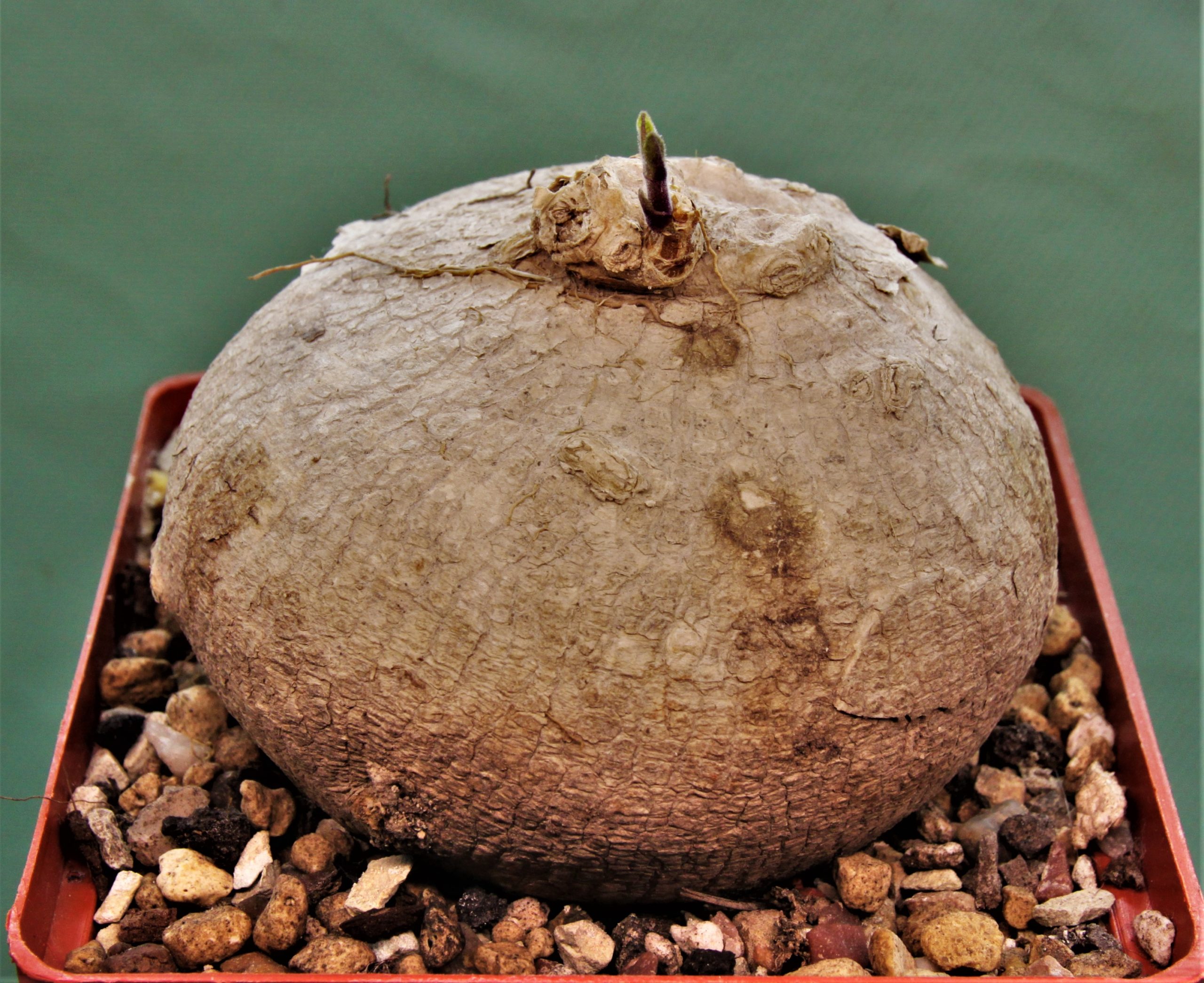 Raphionacme-madiensis-East-Africa