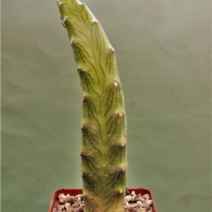 Senecio-butleri-1