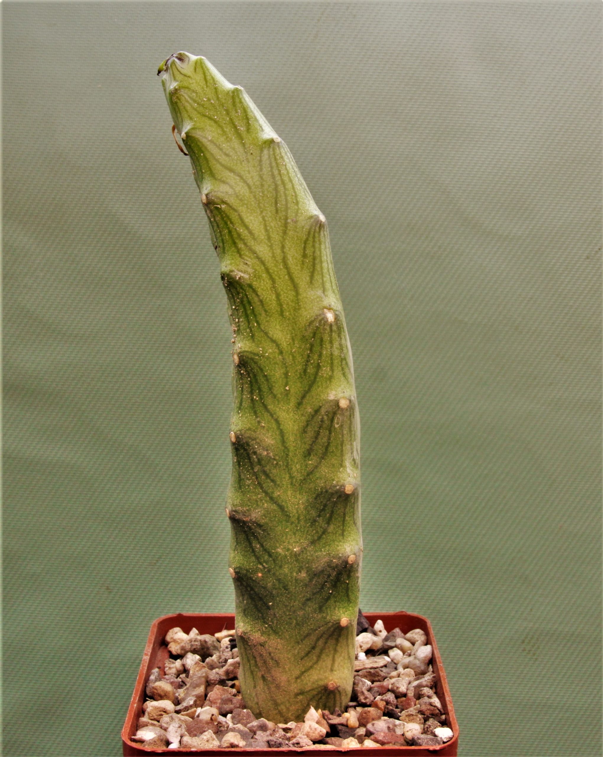 Senecio-butleri-1