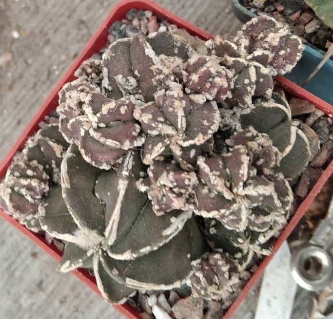 Astrophytum  cv. Hanya -s
