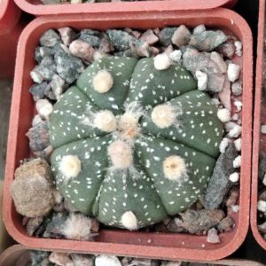 Astrophytum asterias cv.-s