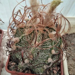 Astrophytum crasispinoides -cube-7cm-