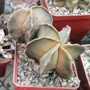 A. myriostigma f. variegata- двоголовий-