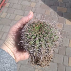 Pseudolobivia kermesina -diameter-10cm-