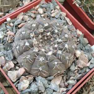 Gymnocalycium  glaucum VG548 -cube-7cm-
