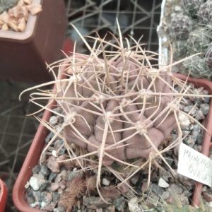 Gymnocalycium  griseo-pallidum- cube-7cm-