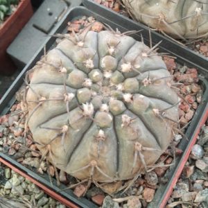 Gymnocalycium  basiatrum -cube-8cm- s