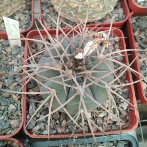 G. spegazzinii v. horizontalonius -cube-7cm-