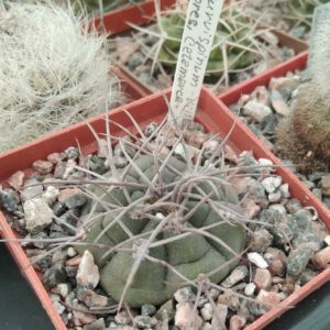 Gymnocalycium  curvispinum -Villa Dolores, Catamarca- s