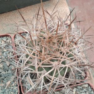 Gymnocalycium  mazanense v. polycephalum -Koehres-