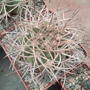 Gymnocalycium  mazanense v. polycephalum -Koehres-
