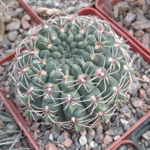 Gymnocalycium baldianum -cube-8cm- s