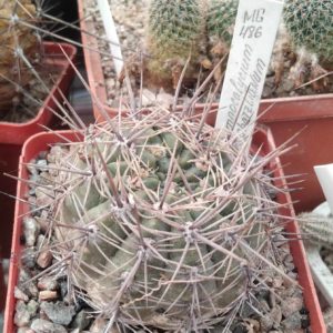Gymnocalycium  schatzlianum -cube-7cm- s