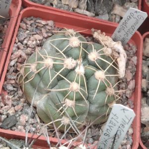 Gymnocalycium  denudatum "Jan Suba"- cube-6cm- s