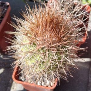 Parodia tilcarensis MLV45 -MG-