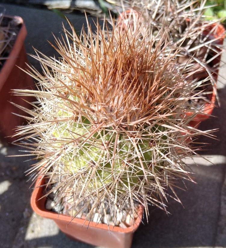 Parodia tilcarensis MLV45 -MG-