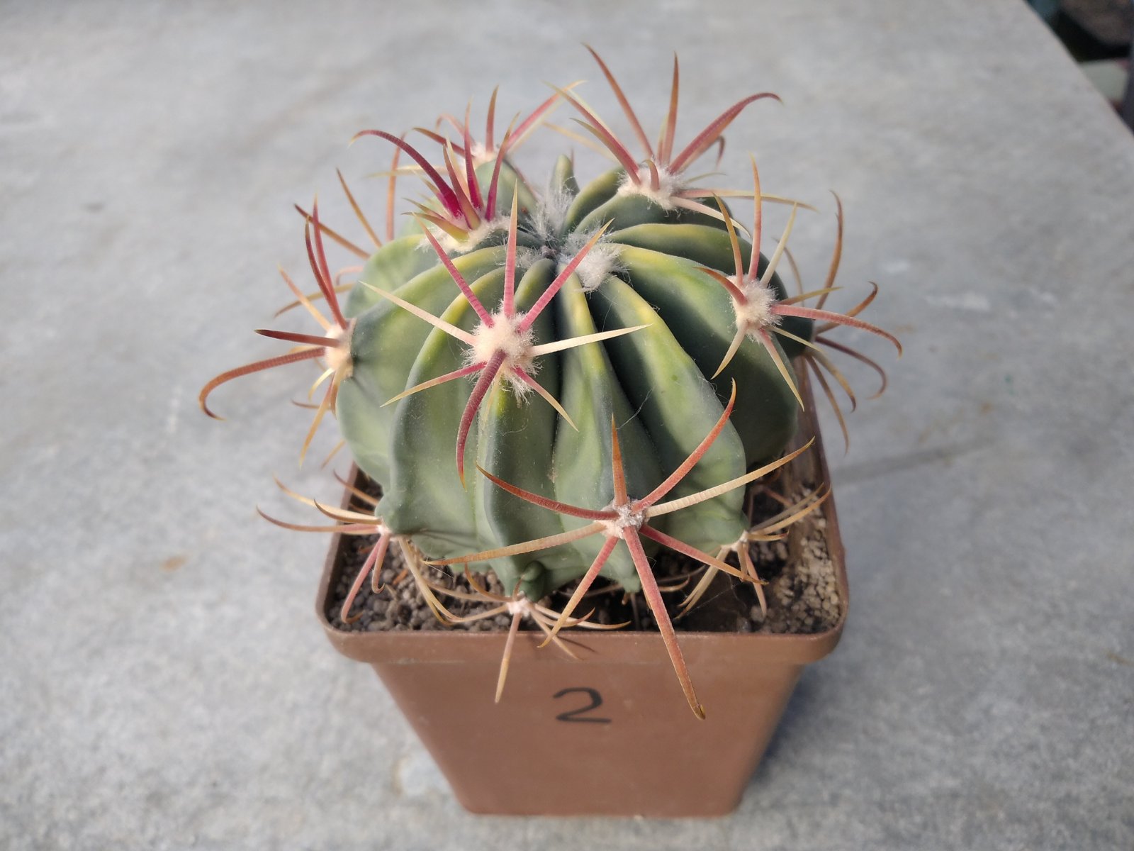 Ferocactus hybrid #2