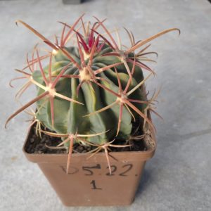 Ferocactus hybrid #1