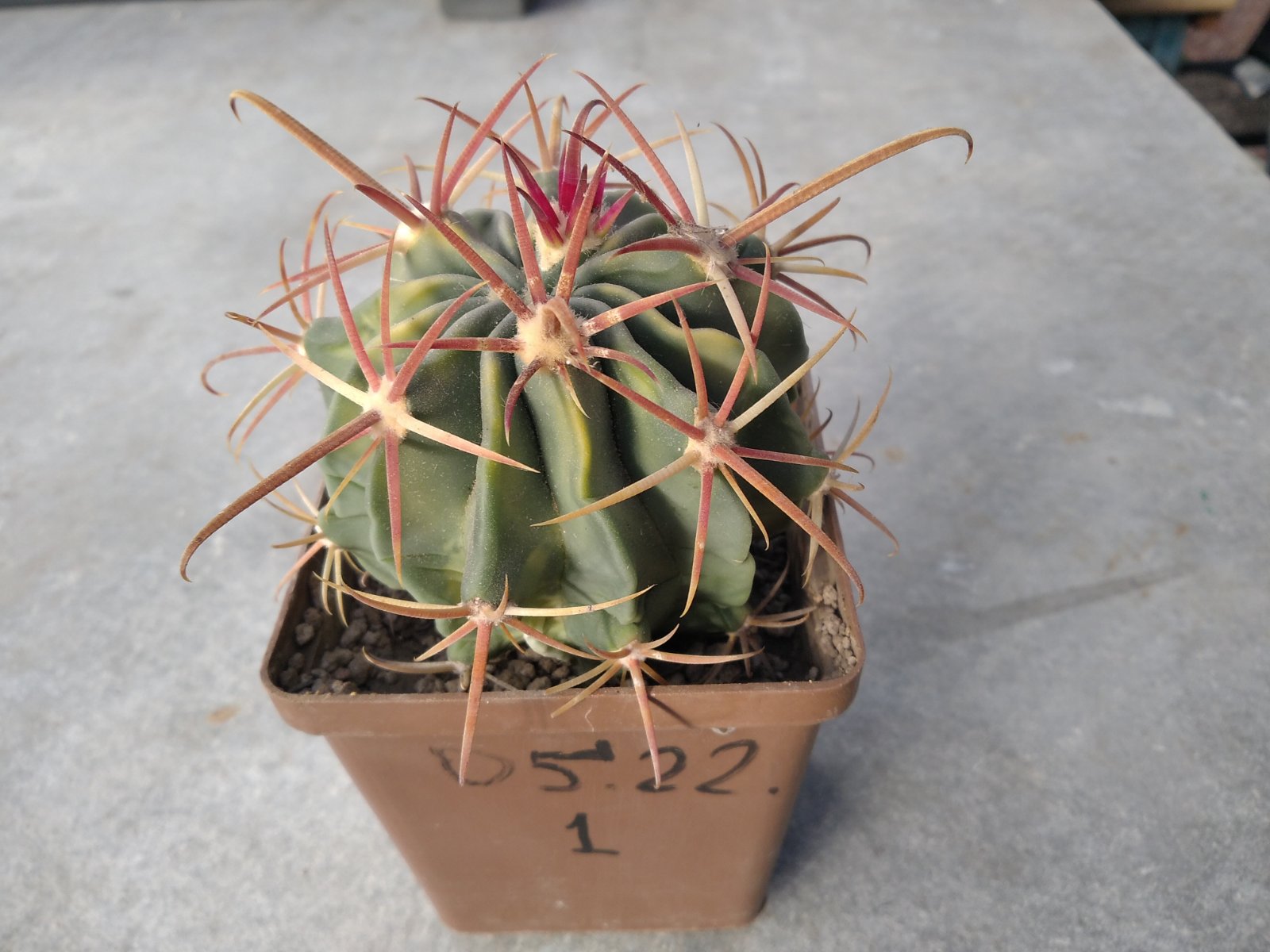 Ferocactus hybrid #1