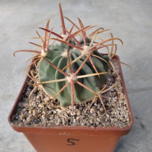 Ferocactus hybrid #5