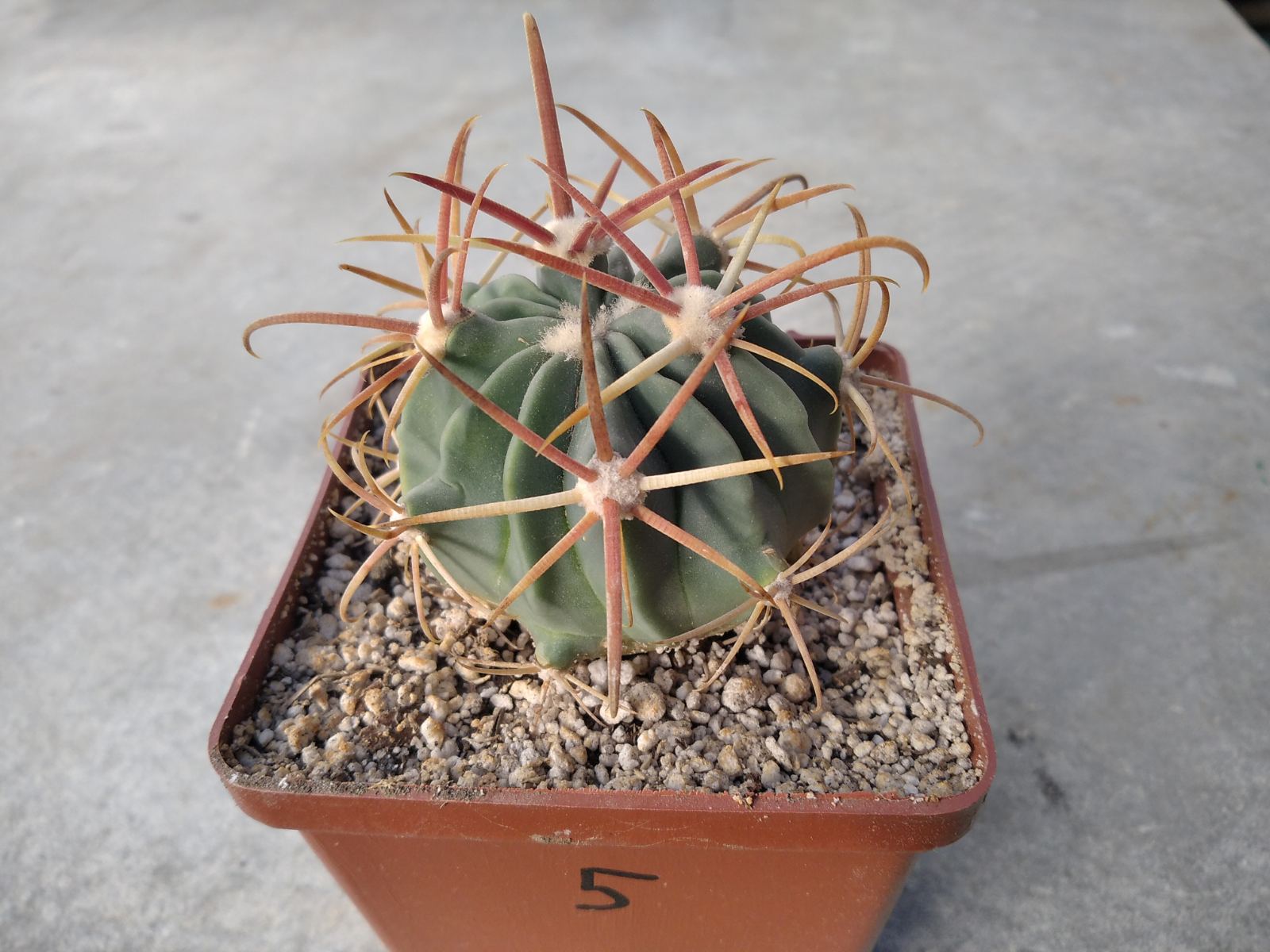 Ferocactus hybrid #5