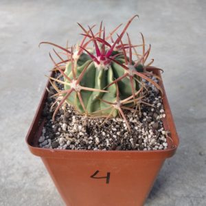 Ferocactus hybrid #4