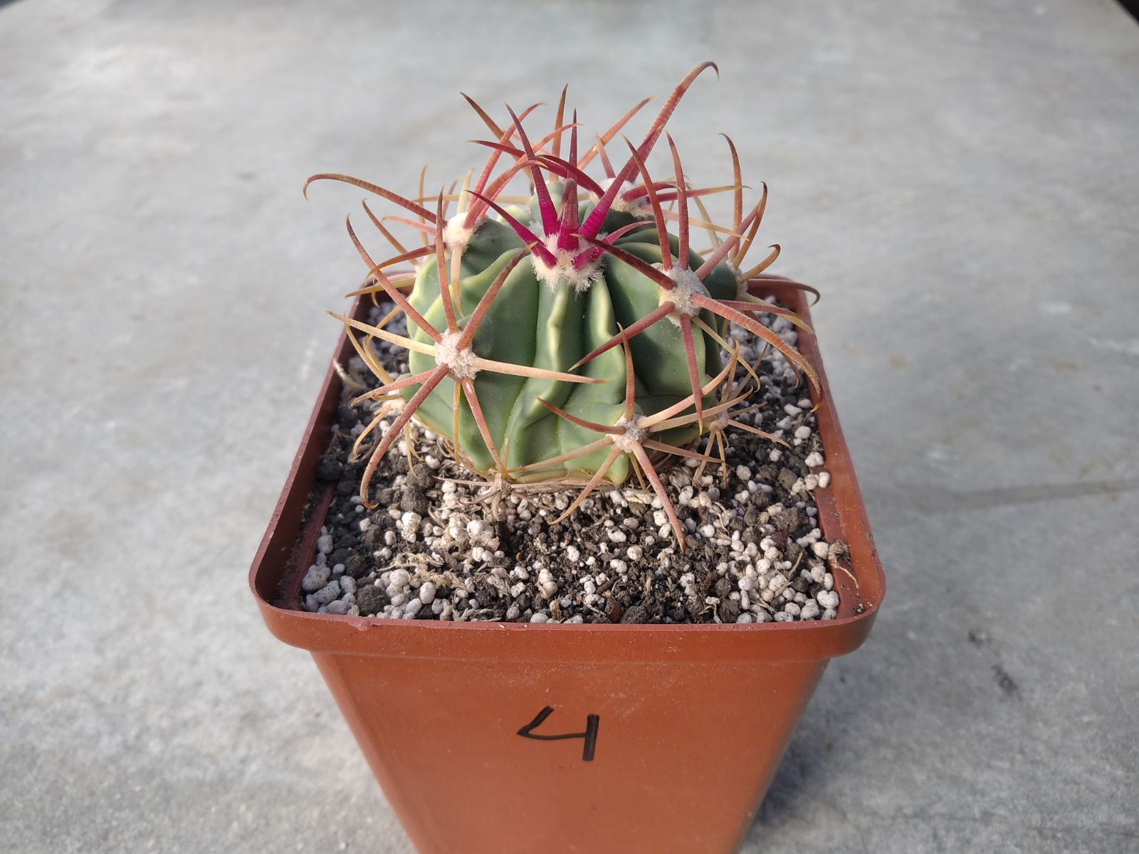 Ferocactus hybrid #4