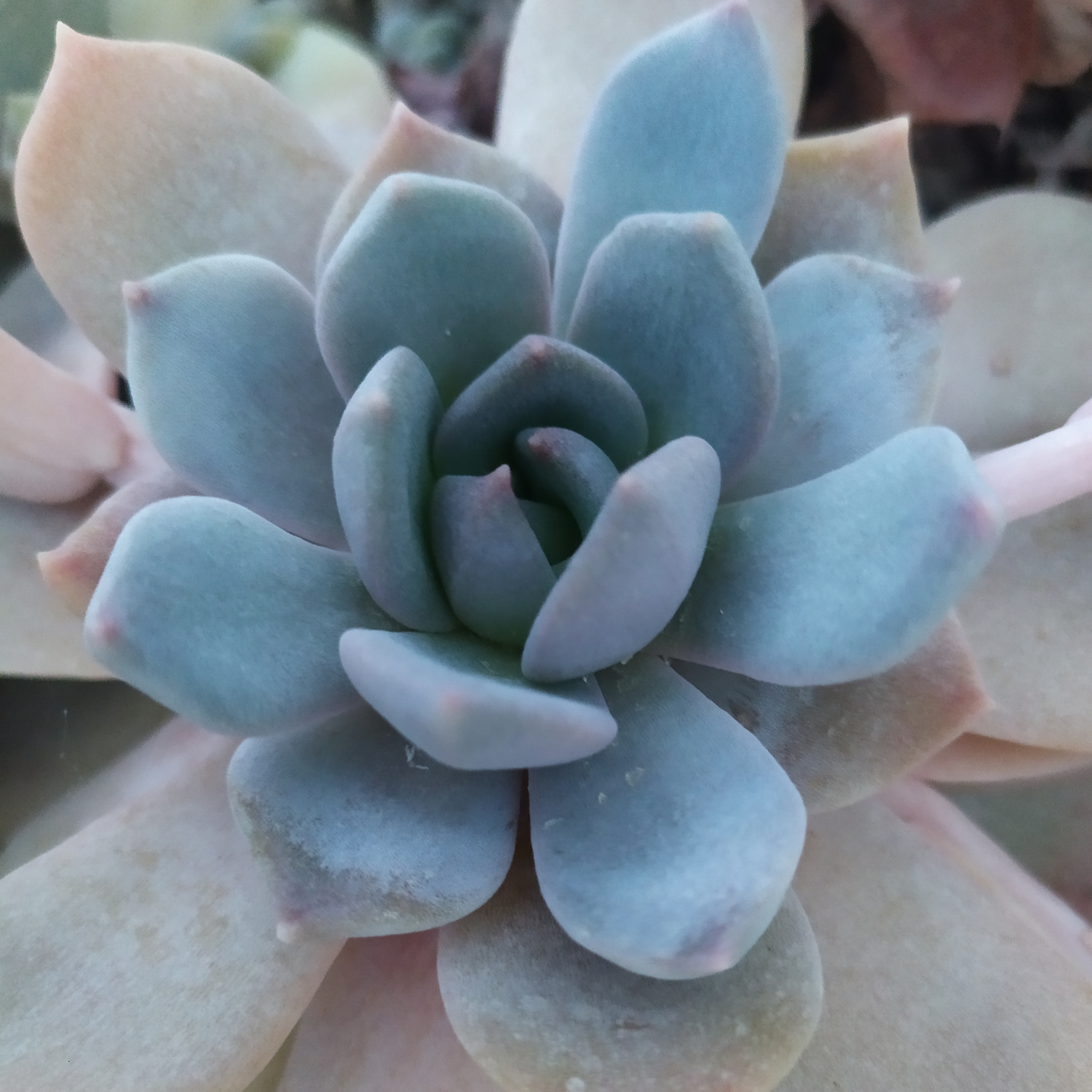Echeveria glauca
