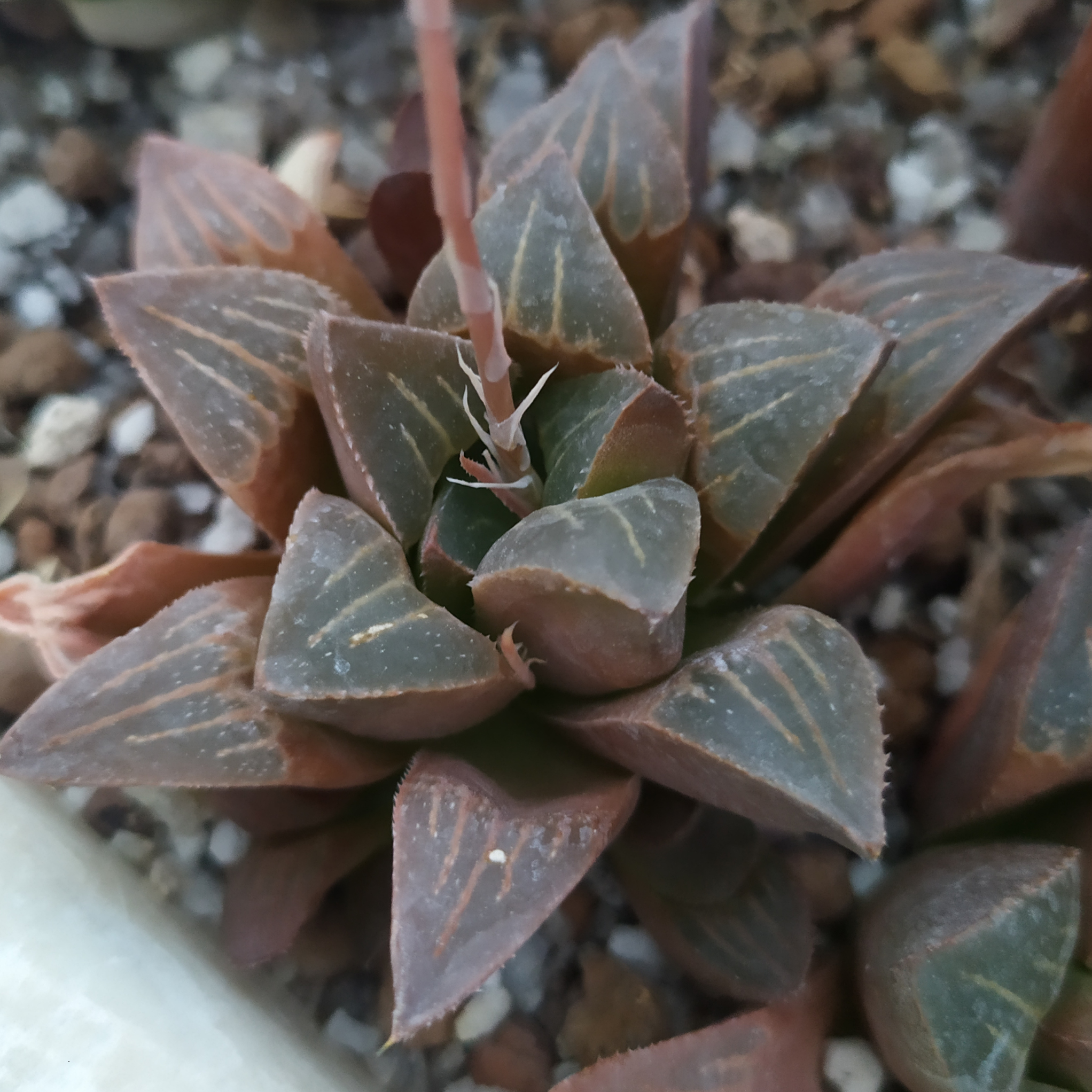Haworthia pygmaea hybrid