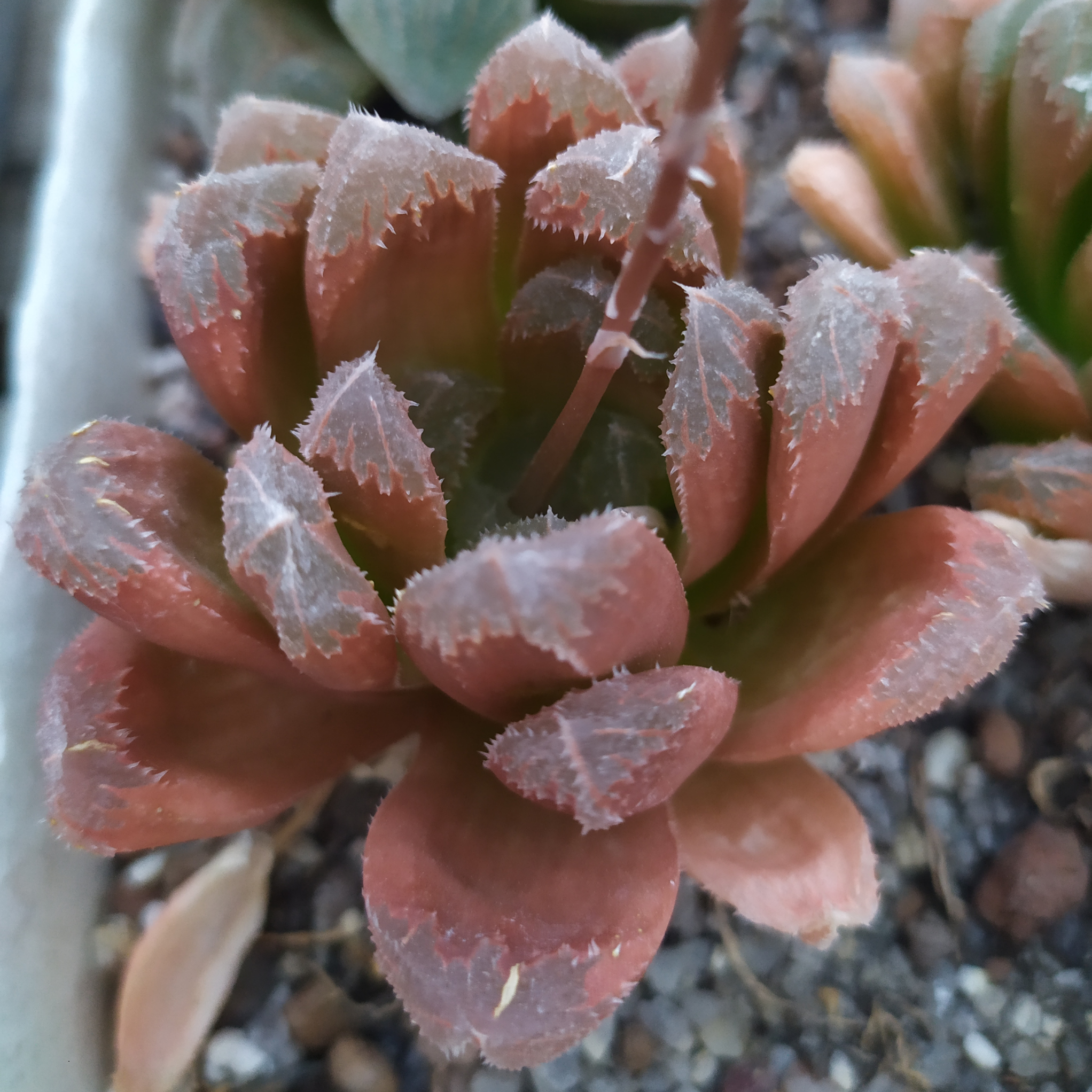 Haworthia hybr. truncata x chivagri