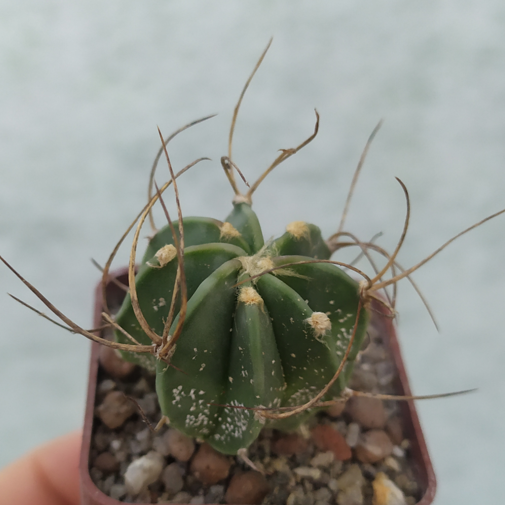 Astrophytum capricorne f.nudum