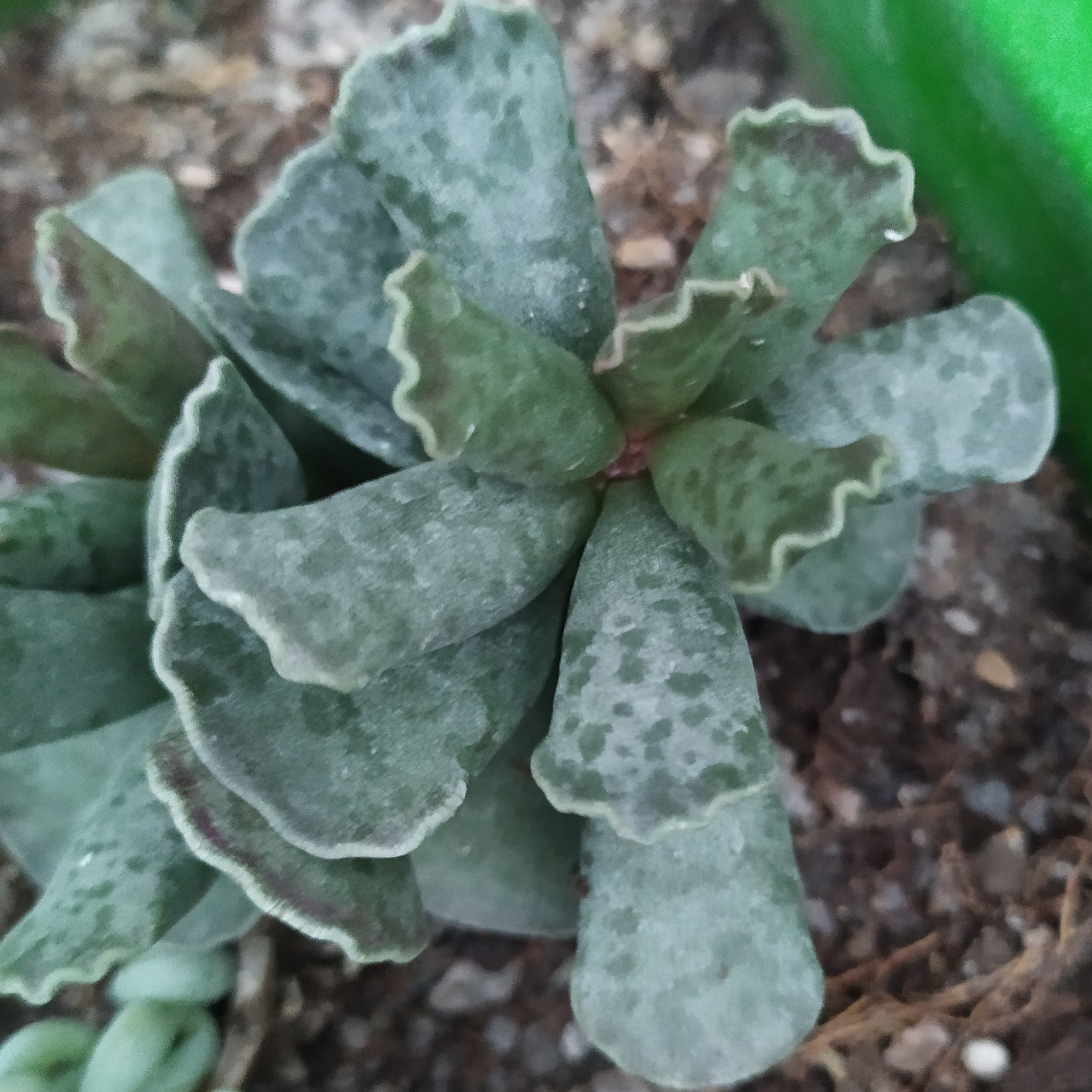 Adromischus cooperi