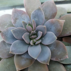 Echeveria glauca