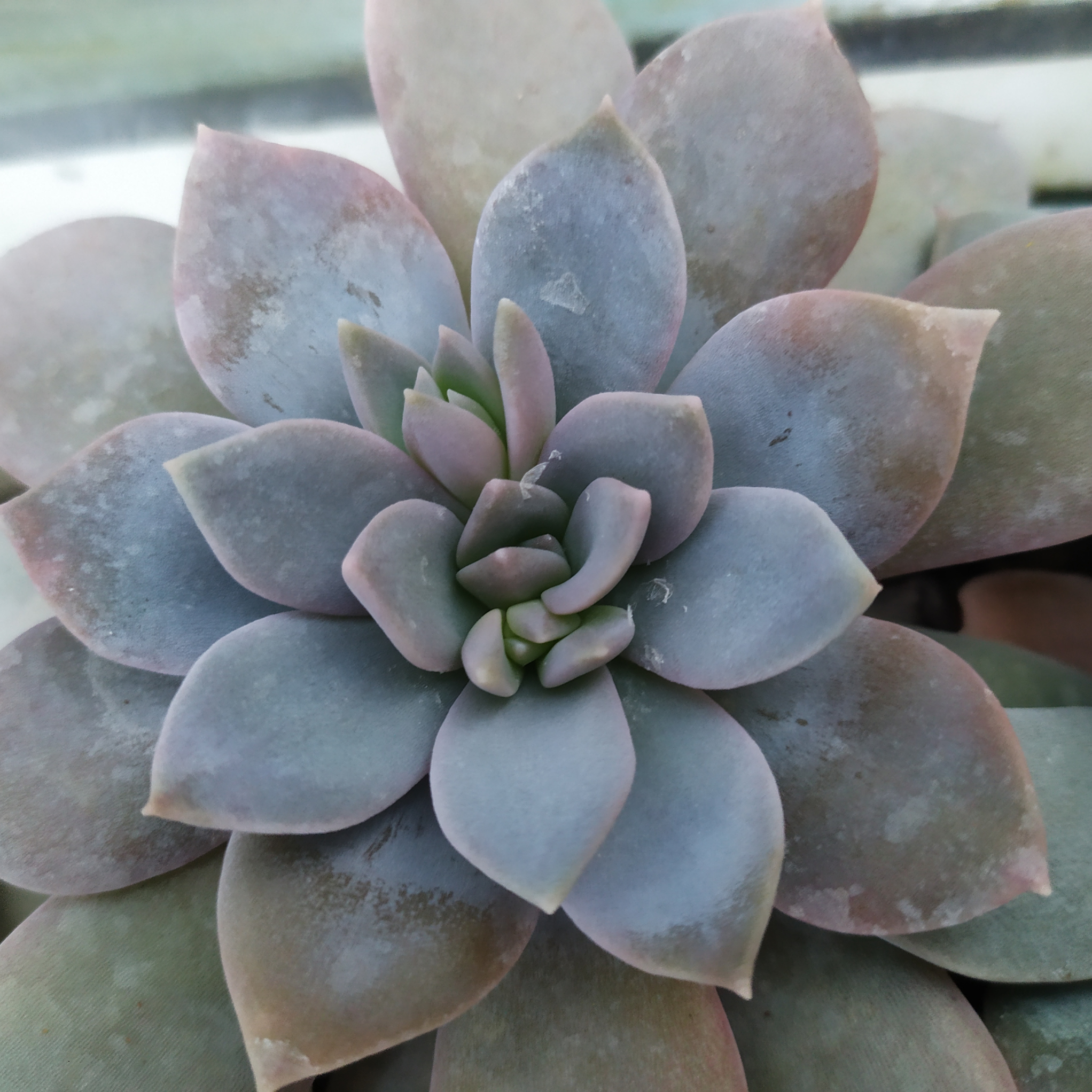 Echeveria glauca