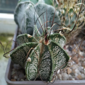Astrophytum capricorne