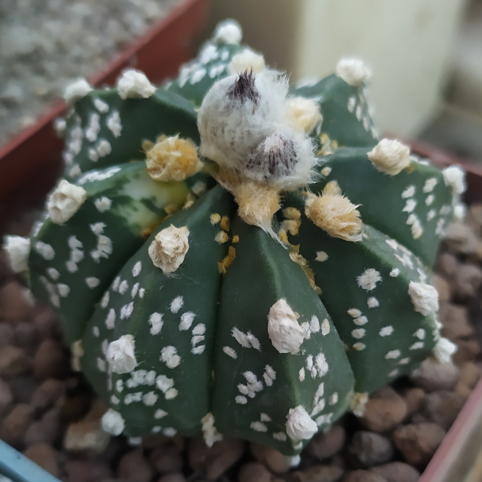 Astrophytum hybrid Superkabuto x capas variegated