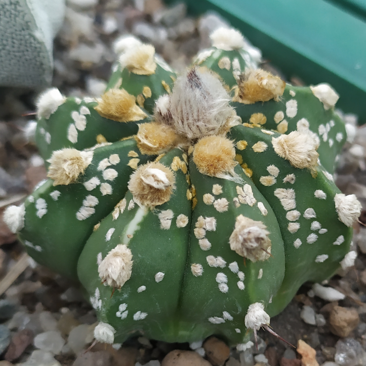 Astrophytum hybrid Superkabuto x capas Gold